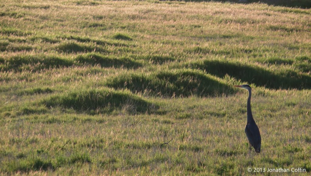 Great Blue Heron in a grass field at Ballona